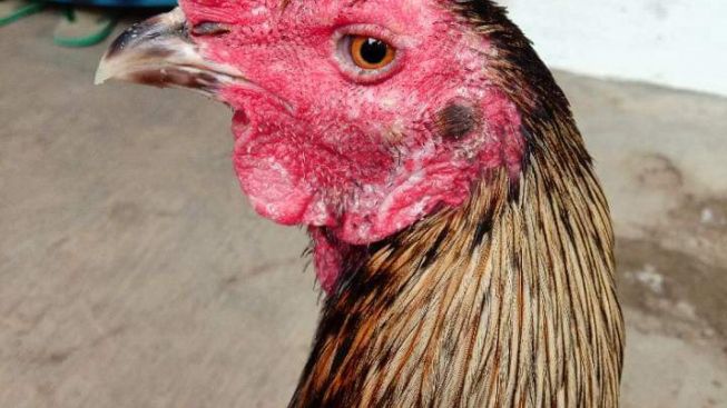 4 Bahan Alami untuk Mengobati Ayam Adu yang Terkena Penyakit Korep