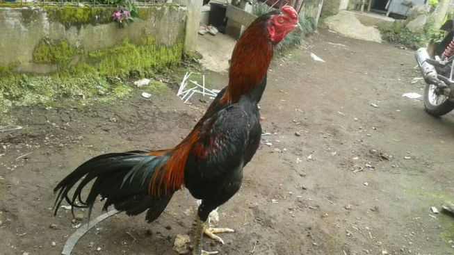 Ingin Punya Ayam Adu dengan Leher Sekuat Beton, Lakukan 5 Cara Ini