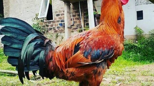 4 Jenis Buah-buahan ini Bisa Jadikan Kokok Ayam Pelung Lebih Panjang dan Merdu