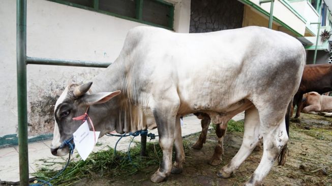 Hewan Kurban di Garut Bebas dari Penyakit LSD dan PMK, Jumlahnya Meningkat