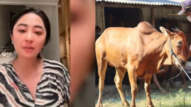 Fakta Baru! Sapi Kurban Dewi Perssik Tak Ditolak, Saksi Ini Bilang Malah Diambil Usai Diserahkan ke RT