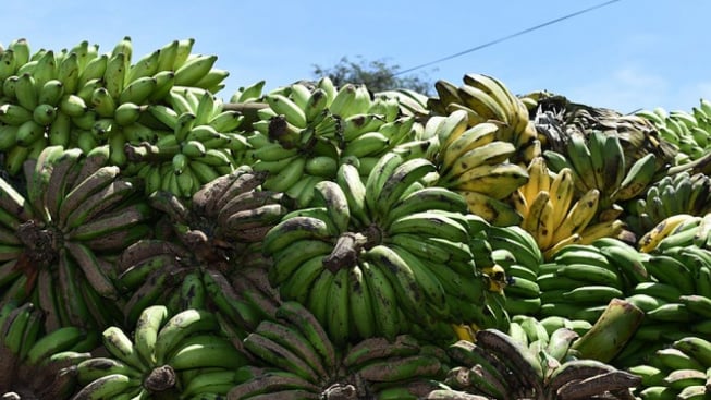 5 Manfaat Pisang Bagi Kesehatan Jantung, Bisa Mengurangi Resiko Stroke