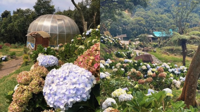 Healing Seru dengan Liburan di Orchid Garden Papandayan Garut, Berikut Harga Tiket dan Lokasi