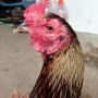4 Bahan Alami untuk Mengobati Ayam Adu yang Terkena Penyakit Korep