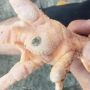 Telapak Kaki Ayam Adu Terkena Penyakit Bubul, Cukup Oleskan Lem Korea Dijamin Sembuh