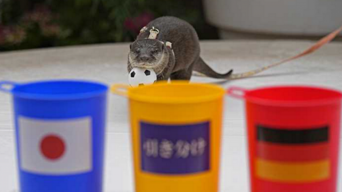 Taiyo Berang-berang yang prediksi Jepang kalahkan Jerman [Twitter @Sankei_news]