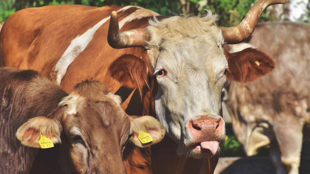Menikmati makanan ndeso dengan pemandangan Pegunungan Menoreh yang menyegarkan. [Instagram/@geblekpari]