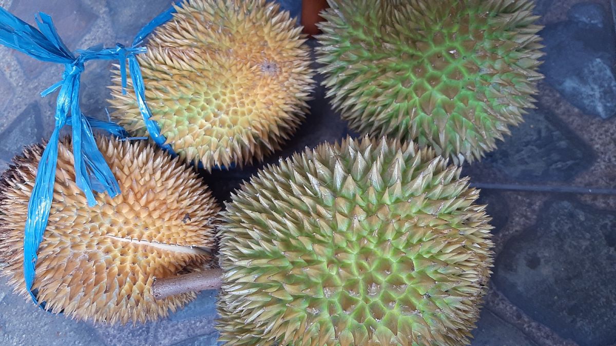 Durian [Suara.com]