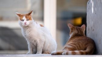 Cat Lovers, Cek 5 Jenis Makanan yang Cocok untuk Kucing Liar