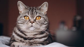 Polandia Sebut Kucing Sebagai Spesies Alien Invasif, Apa Bahayanya?