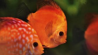 5 Fakta Ikan Red Devil yang Keberadaannya Ancam Biota di Danau Toba