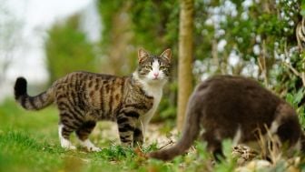 Viral Pria di Bengkulu Sembelih dan Makan Kucing, Ini Bahaya Konsumsi Daging Kucing Bagi Kesehatan