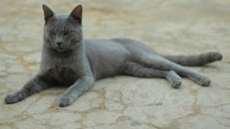 Mengenal Busok, Kucing Langka Asal Madura