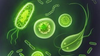 Mengenal Naegleria Fowleri yang Disebut Sebagai Amoeba Pemakan Otak