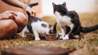 Boleh Nggak Sih Kucing Makan Nasi? Ini Penjelasan Ahli