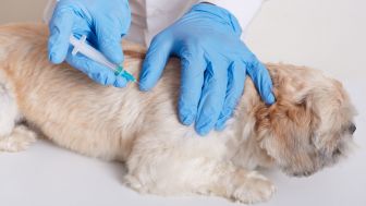 Vaksinasi Rabies Gratis untuk Anjing dan Kucing di Jogja, Ini Syaratnya
