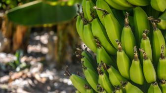 Nggak Perlu Karbit, Begini 3 Cara Mematangkan Pisang dengan Cepat