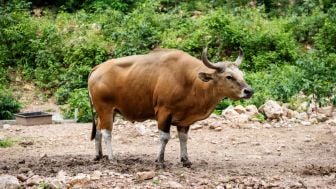 Mengenal Tradisi Brandu yang Disebut Penyebab Antraks di Gunungkidul dan Memakan Korban