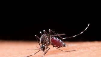 Jadi Penyebab Malaria, Kenali Apa Itu Anopheles dan Ciri-cirinya