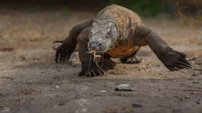 Hore! Kenaikan Tiket Masuk Pulau Komodo Ditunda, Segini Harga yang Berlaku
