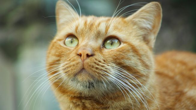 Ini Alasan Kenapa Kucing Oren Begitu Spesial Menurut Sains