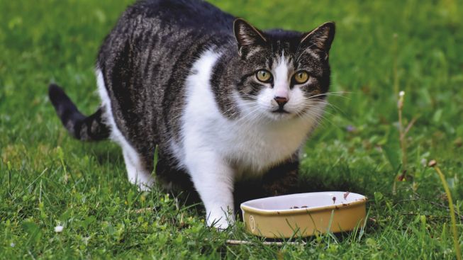 Sebaiknya Berapa Kali Memberi Makan Kucing Dalam Sehari?