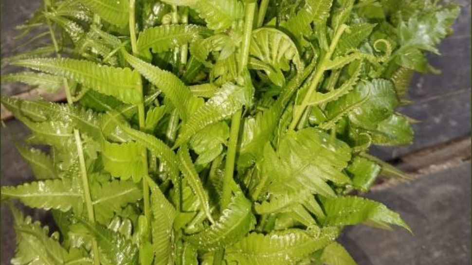 3 Inspirasi Olahan Menu Sayur Pakis Yang Lezat Dan Banyak Manfaat