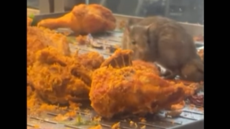 Gara-gara Tikus Menjamah Ayam Goreng Geger Satu Negara