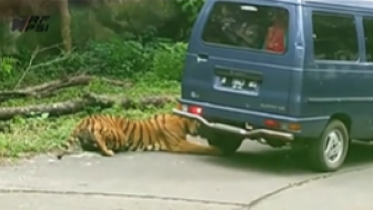 Video Harimau Incar Mobil Pengunjung Taman Safari, Cakar dan Gigit Ban Sampai Kempes