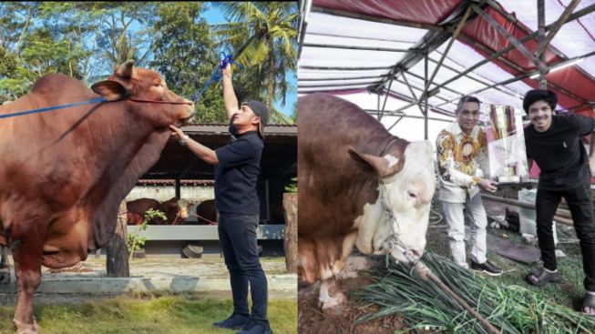 4 Artis yang Pernah Beli Sapi Jumbo untuk Berkurban