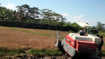 PDIP Ferdinand Soal Curhatan Jokowi Terkait Food Estate: Tanah Kita Surga Pak!