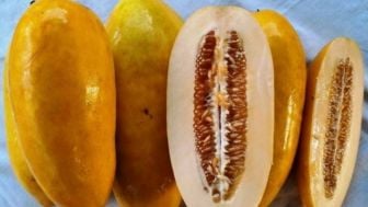 Jadi Buah Favorit Saat Bulan Puasa, Ini 10 Manfaat Timun Suri bagi Kesehatan