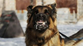 Viral Anak 4 Tahun Asal NTT Meninggal Dunia Usai Digigit Anjing Rabies, Berikut Gejala dan Pertolongan Pertama Jika Terkena Gigitan