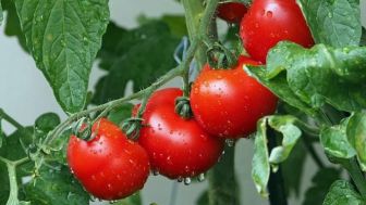 Ketahui Manfaat Tomat bagi Kesehatan, Buah Kaya Vitamin C
