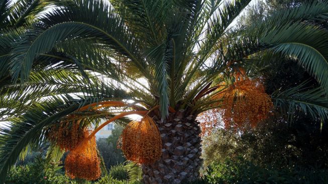 Buah-buahan Ini Disebut dalam Alquran, Nomor 4 Mengandung Zat Radioaktif
