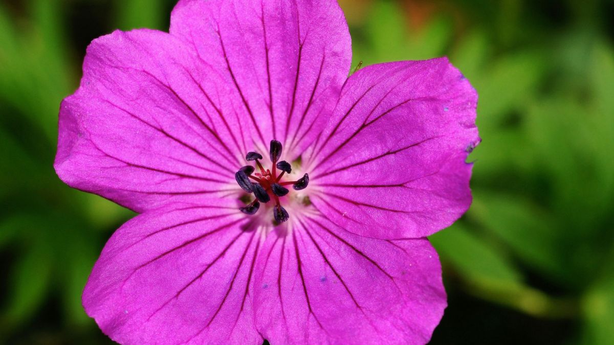 Geranium [Pexels]