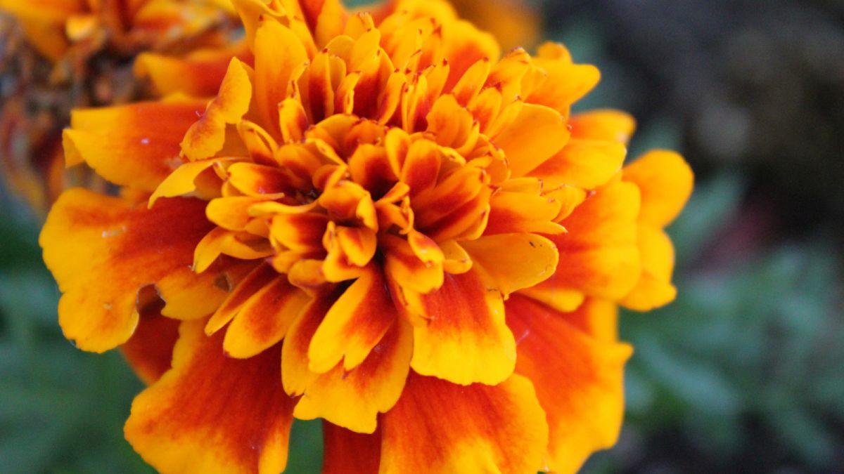 Marigold [Pexels]