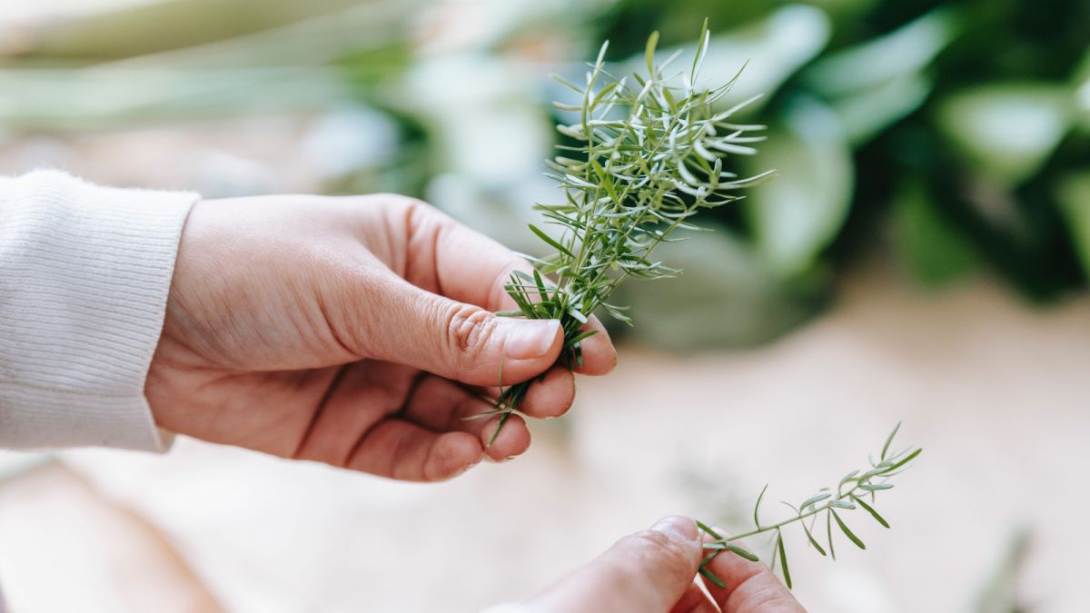 Rosemary [Pexels]