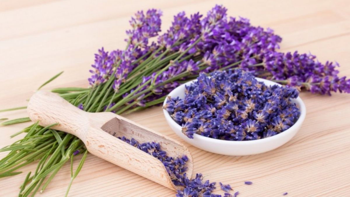 Bunga Lavender. [Shutterstock]