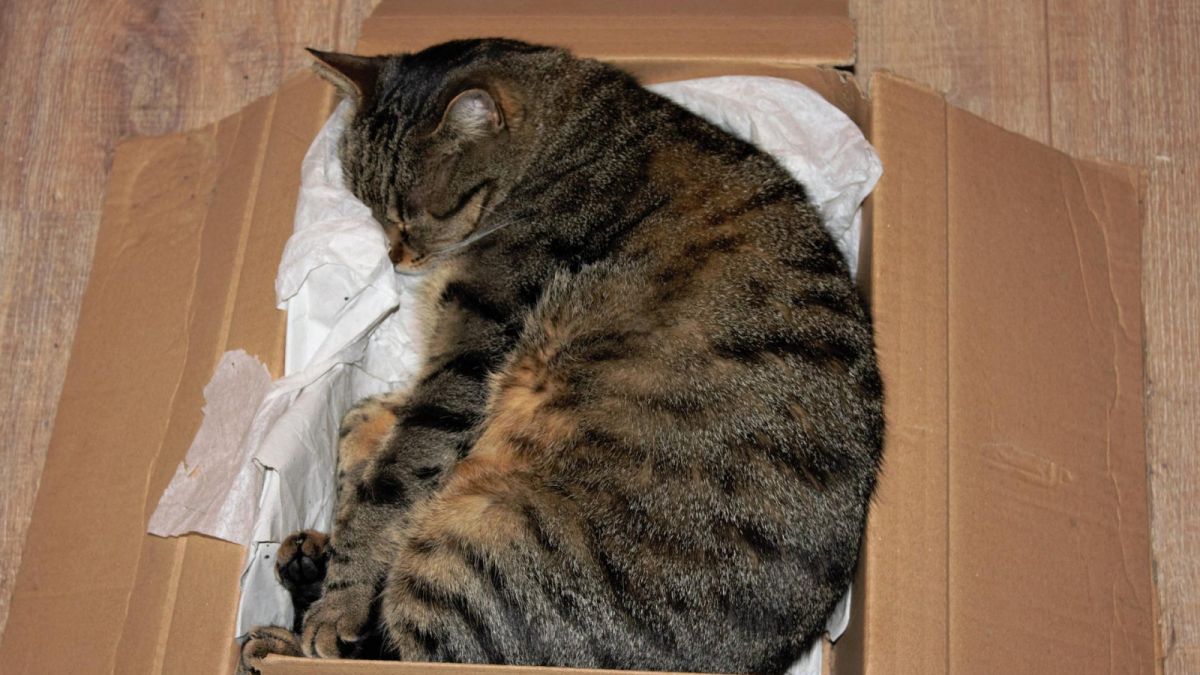 Ilustrasi Kucing Kardus [Pixabay]