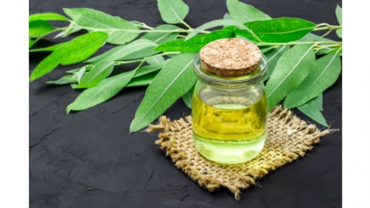 Ilustrasi minyak kayu putih (istockphoto.com)