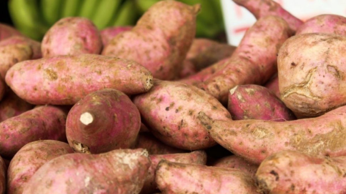 Ilustrasi ubi jalar.[Saulo Nulo/Pexels] [Saulo Nulo/Pexels]