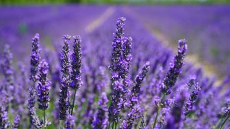 Berbagai Manfaat Luar Biasa Bunga Lavender, Pantas Saja Dijadikan Bahan Berbagai Produk