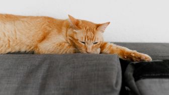 Hati-Hati! Berikut 5 Penyakit Yang Mengintai Kucing Peliharaan Kalian
