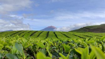 5 Pilihan Menarik Bagi yang Ingin Menikmati Momen HUT RI dengan Mendaki Gunung