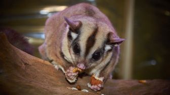 Jadi Hewan Peliharaan Populer Akhir-Akhir Ini, Begini Tutorial Merawat Sugar Glider Yang Baik dan Benar