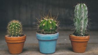 Tips Merawat Kaktus Mini, Gak Susah dan Cocok Buat Pemula
