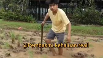 Gembiranya Betrand Peto Nyangkul di Sawah, Warganet: Sepertinya Sudah Terbiasa