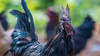 Mediasi Gagal, Bule Rusia Buat Petisi Gara-gara Suara Kokok Ayam Sangat Mengganggu