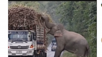 Momen Kocak Gajah Tarik Pungutan Truk Pembawa Batang Tebu, Netizen: Ini Baru Pegawai Pajak yang Bener